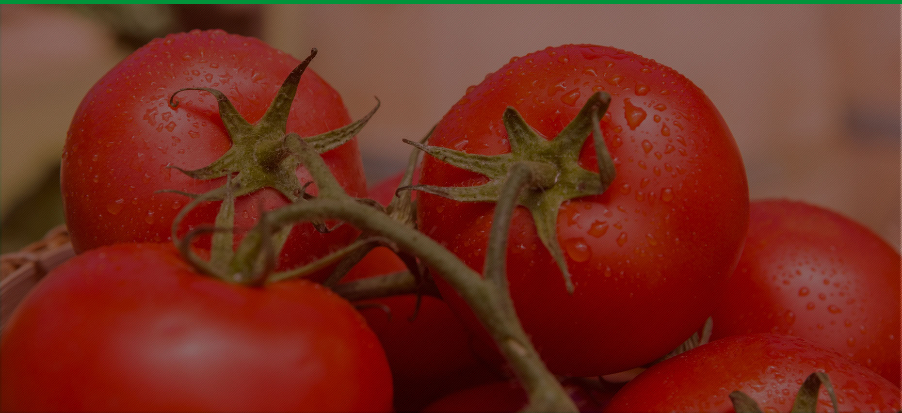 Producent pomidorów