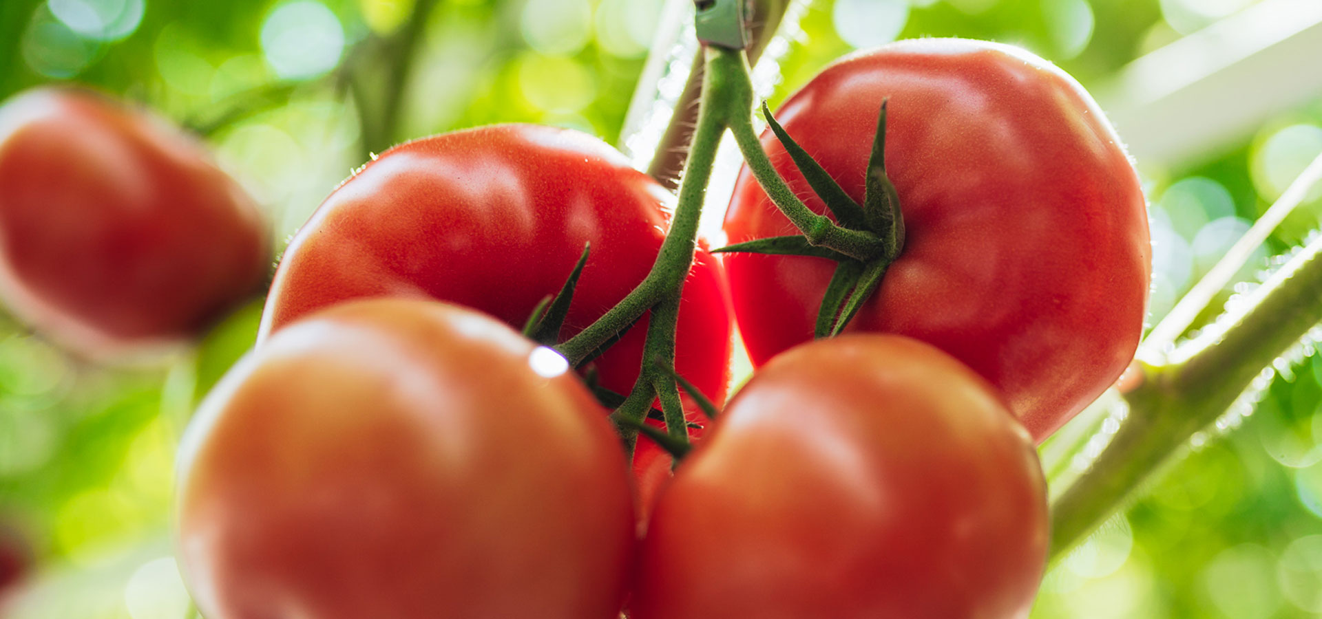 Pomidor Torero