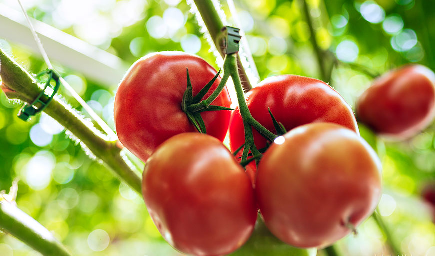 Greenhouse tomatoes