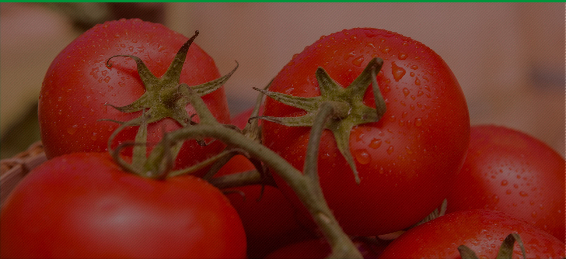 Producer of tomatoes