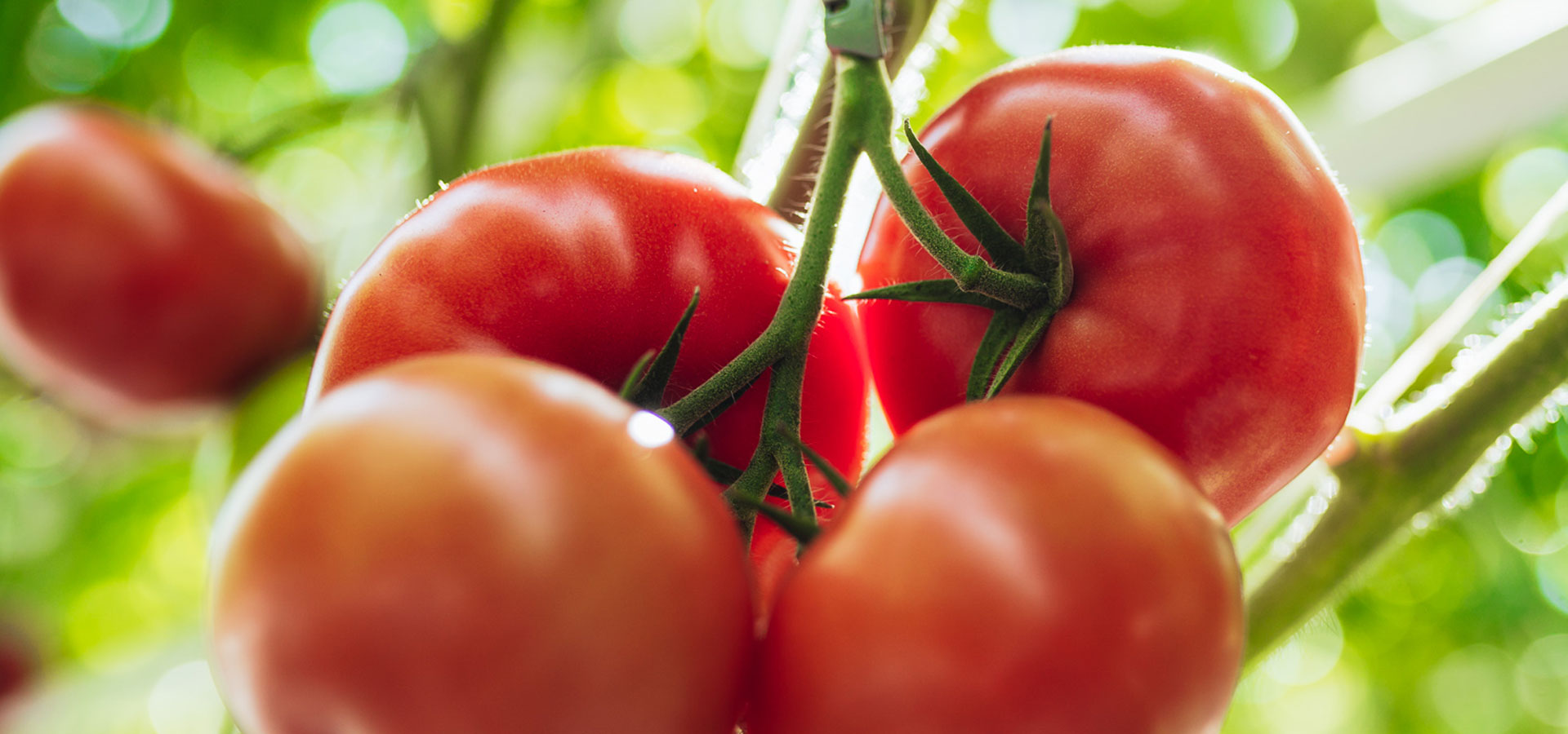 Producer of tomatoes